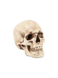 POLYRESIN SKULL 10.5CM X 15CM X 12CM