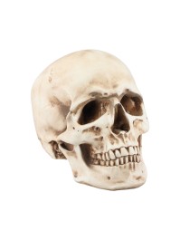 POLYRESIN SKULL 14.5CM X 21.2CM X 16.5CM