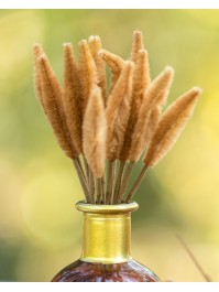 TIGE EFFET LAGURUS CAMEL 12 PIECES 7CM X 16CM