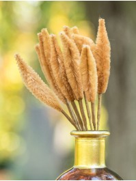 TIGE EFFET LAGURUS CAMEL 12 PIECES 7CM X 16CM