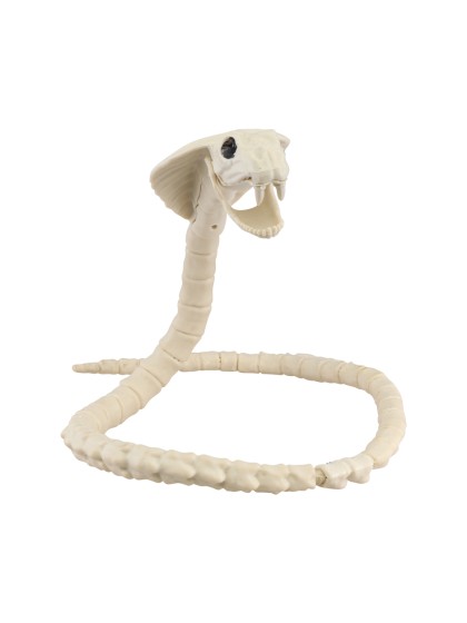 SQUELETTE SERPENT COBRA ARTICULE 100CM