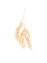 BRANCHE SAPIN DOREE A SUSPENDRE 20CM X 5CM X 75CM