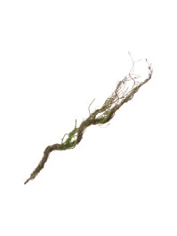 BRANCHE AVEC MOUSSE 75CM