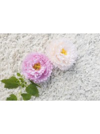 4 TETES PFINGSTROSE ROSA SEEROSE DIA 9CM X 4CM