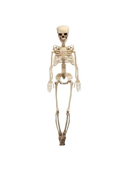 ARTICULATED SKELETON 1M