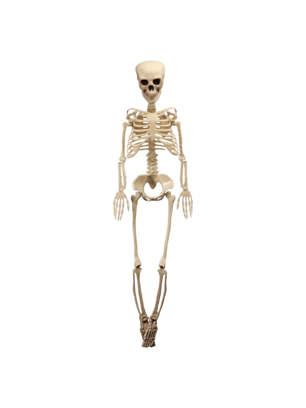 ARTICULATED SKELETON 1M