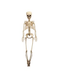 ARTICULATED SKELETON 1M