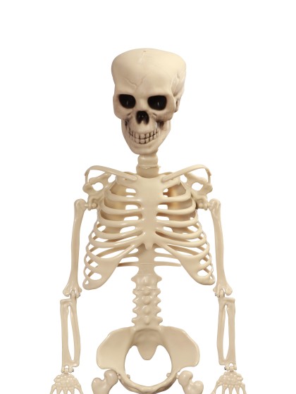 ARTICULATED SKELETON 1M