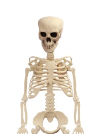 ARTICULATED SKELETON 1M