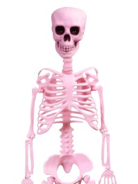 SQUELETTE ARTICULE ROSE SUMMERWEEN 1M