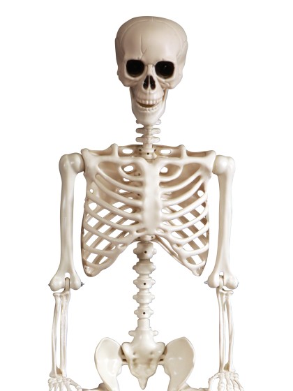 ARTICULATED SKELETON 165CM