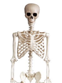 ARTICULATED SKELETON 165CM