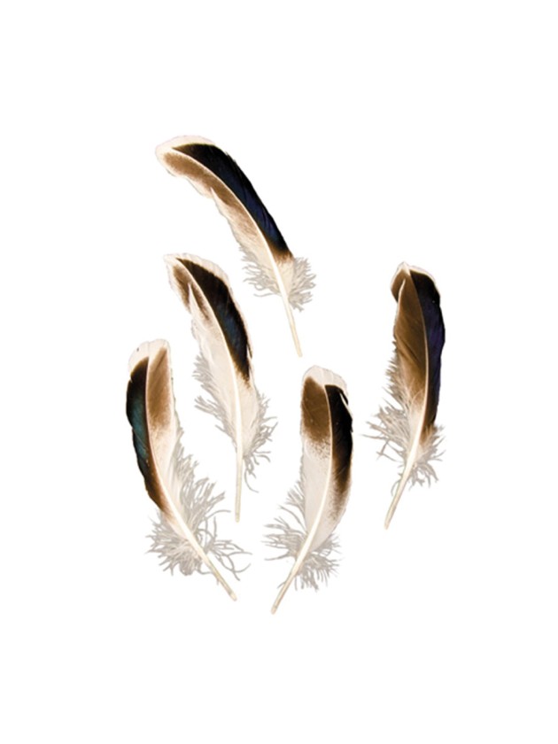 SET 24 PLUMES NOIR/BRUN/BLANC 12CM