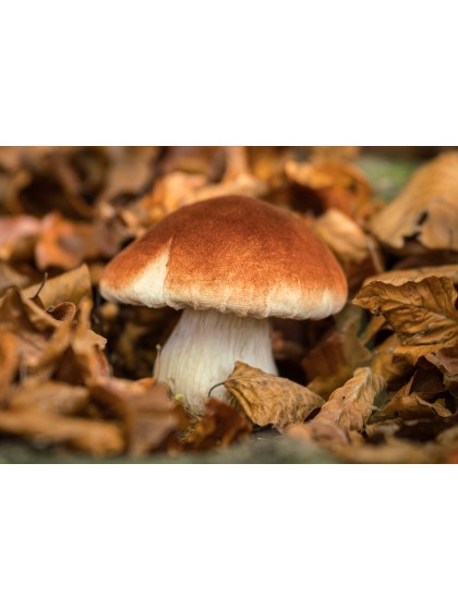 BROWN WHITE MUSHROOM ON BASE WITH MOSS 10CM X 10CM X 10.5CM