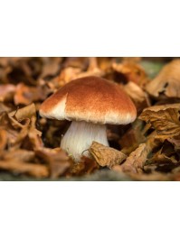 BROWN WHITE MUSHROOM ON BASE WITH MOSS 10CM X 10CM X 10.5CM