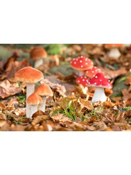 3 PILZE BRAUN WEISS AUF SCHAUMSOCKEL 11CM X 8CM X 18CM