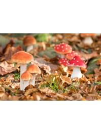 3 BROWN WHITE MUSHROOMS ON BASE WITH MOSS 11CM X 8CM X 18CM