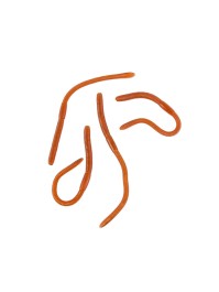 SET OF 4 STICKY EARTHWORMS +/- 17CM X 1CM