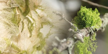 Spider Web / Fabrics